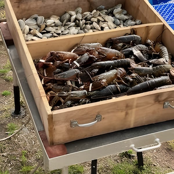 A wooden crate filled with fresh lobsters and clams, ready for cooking.