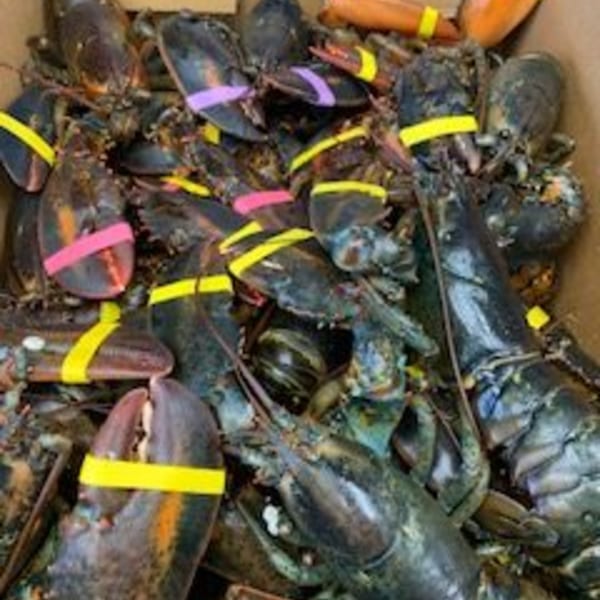 A large pile of live lobsters with colorful bands on their claws, ready for cooking.