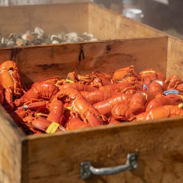 Steaming wooden crates filled with bright red cooked lobsters and clams.