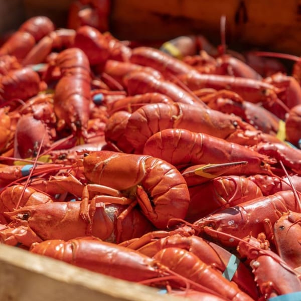 A wooden crate filled with many bright red, cooked lobsters, some with blue and yellow bands.