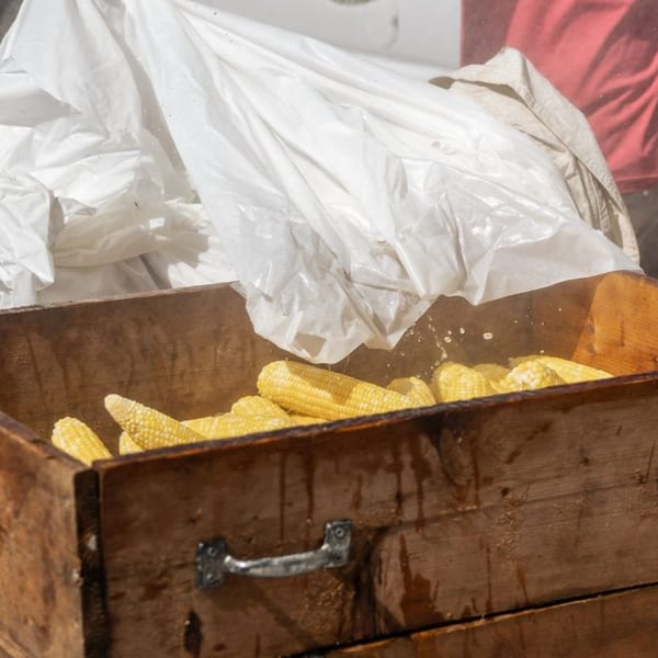 Steaming corn on the cob in a rustic wooden box, covered with a white plastic sheet.