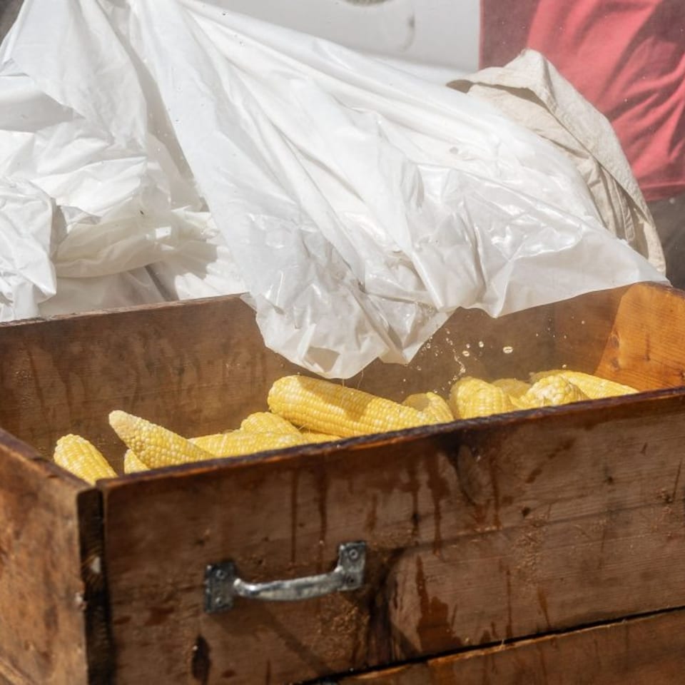 Steaming corn on the cob in a rustic wooden box, covered with a white plastic sheet.