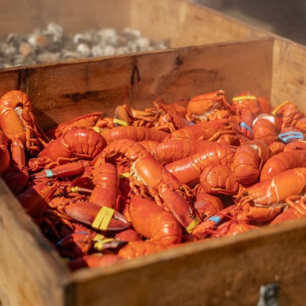 A wooden crate filled with many bright red cooked lobsters, some with yellow and blue bands.