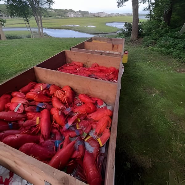 Three wooden crates filled with cooked red lobsters sit on green grass next to a pond.