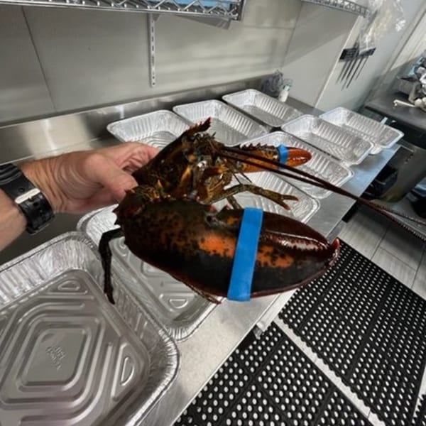 A hand holds a live lobster with blue bands on its claws over aluminum foil pans in a kitchen.