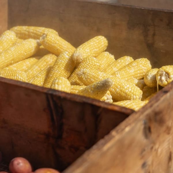 Freshly steamed corn on the cob, still in husks, piled high in a rustic wooden crate.